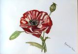 36 - Julia Moore - Remember Them - Watercolour & Pencil.jpg